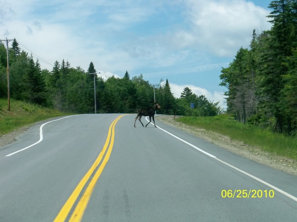 Jackman, Maine Spring bear hunt 2010.....